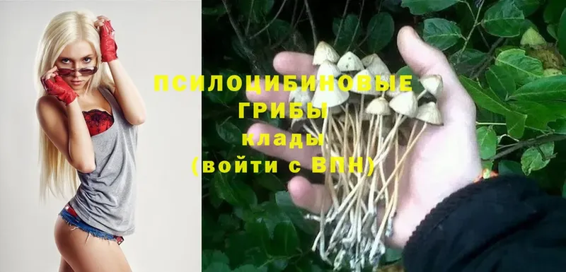 магазин продажи   Кремёнки  Псилоцибиновые грибы Psilocybine cubensis 